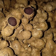 UBI KUNYIT HITAM segar (Kaempferia Parviflora)BLACK GINGER