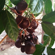 Pokok jering ( ulam jering )