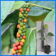 ☢ ➳ ▗ Native Paminta | Black Pepper Live Plant | Rooted cuttings
