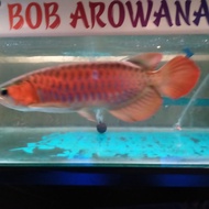 ikan arwana super red 60 cm
