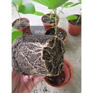 Egyptian Rock Phosphate Fosfate 1kg repack size ,Serbuk Pengakar Pengalak Akar / Rooting Powder 生根壮苗