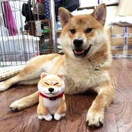 倉屋 大屁屁 柴犬公仔/擺件 毛絨玩偶項圈款