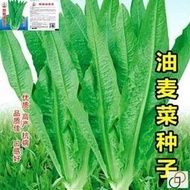 現貨  特價 小欣百貨  四季清香油麥菜種子甜脆四季播種盆栽庭院種植蔬菜種子