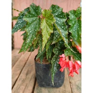 Begonia sp - Flower Orange - Plant