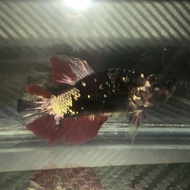 ikan cupang avatar cooper gold female real pict