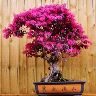 Bonsai tanaman serut merah/bonsai vitalum