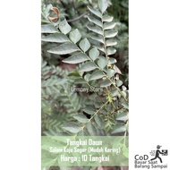 Koja Bay Curry Leaves Per 10 Stems Fresh Leaves Easy to Dry