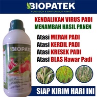 500 ML Biopatek Obat Semprot Hama Kuning Kerdil Daun Padi Terampuh - Terbaru Obat Hama Kuning Kerdil Daun Padi Paling Ampuh - Obat Hama Penyakit Padi Murah - Biopatek Fungisida Bakterisida Hayati Mengatasi Segala Penyakit Tanaman Padi Kuning Blas Kresek