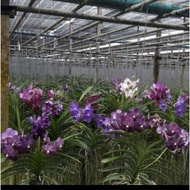 Vanda orkid vanda. Pokok matang tanpa bunga