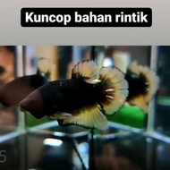 ikan cupang hias avatar kuncop kuning copper gold