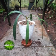 Anthurium vittarifolium /Anthurium Dasi