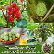 10เมล็ด เมล็ดพันธุ์ ถั่วละหุ่ง Castor Bean Seeds Ricini Semen ต้นไม้ประดับ ต้นไม้ฟอกอากาศ ต้นไม้มงคล