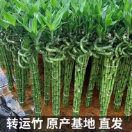 Rooted Hydroponic Plant Lucky Bamboo Wealth Bamboo Fortune Bamboo Water Cultivation Living Room Bent