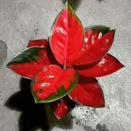 tanaman hias aglonema red suksom - aglonema suksom jaipong syantik