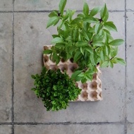 Brazillian Spinach Plant / Holy Basil/Thai Basil Plant <with pot> (巴西菠菜 / 圣罗勒)