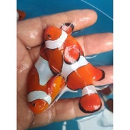 Ikan Hias Laut NEMO / Clownfish / Badut
