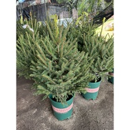 Live Christmas Tree | Fresh Real Christmas Pine | Holiday Decoration