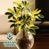 Tanaman Media Air Walisongo Varigata - Tanaman Hias Walisongo Varigata - Tanaman indoor walisongo