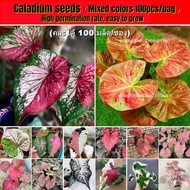 🔥Super Hot🔥 Mixed Colors Caladium Seeds for Planting (100 Seeds) Benih Bung Keladi Varieties Pokok Keladi Hidup Hydroponic Plants Flowers Seeds Potted Air Plant Seeds Live Plant Indoor Real Caladium Plants for Sale Vegetable Seeds Bunga Keladi Viral