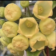 Hoya inflata膨花毬蘭