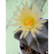 Astro# Astrophytum myriostigma #(Bishop's)#