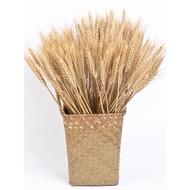 STM🔥QM 30Pcs Real Wheat Ear Natural Dried Flowers Fluffy Pampas Grass Table Large Bunny Tail Grass Flowers Decor Boho Ho