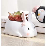 Beautiful cactus succulent plant pot