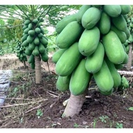 BIJI BENIH BETIK SEKAKI.DWARF PAPAYA SEEDS(10 BIJII BENIH REPACK).