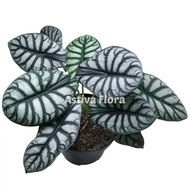 Alocasia silver dragon alocasia dragon silver alocasia tengkorak