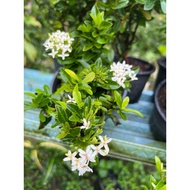 promosi pokok ixora putih
