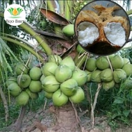 POHON KELAPA KOPYOR | BIBIT KELAPA KOPYOR | TANAMAN BUAH KELAPA UNGGUL