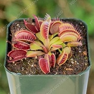 White:50pcs Garden Potted Plant Fly Trap Seeds, Giant Clip Venus Flytrap Plant Seeds, Plant Seeds, W