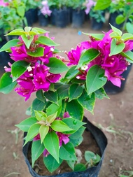 Bougainvillea Dwarf Pink - Rare Plnt (Limited Stocks Only) with FREE garden soil plastic pot - TGC