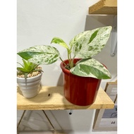 Aroid Mable Leaves : Variegated Aroid