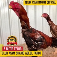 TELUR AYAM SHAMO F1 IMPORT ASLI ASEEL ORIGINAL BUKAN TELUR AYAM