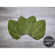 [NEW] Sun Dried Organic Leaves For Shrimps(Banana/Mulberry/Walnut/Guava/Jackfruit)