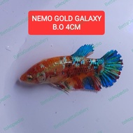 cupang giant nemo gold galaxy betina real