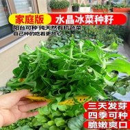 Crystal Ice Vegetable Seed Balcony Vegetable Seed Collection Four Seasons Pot Crested Wheatgrass Seedling Autumn and Win