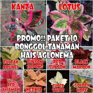 paket hemat 10 bonggolan/benih aglonema