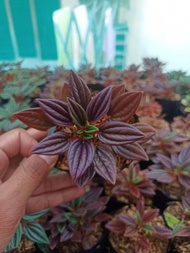 peperomia rosso merah