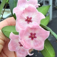 Hoya Patella 粉碗毬蘭