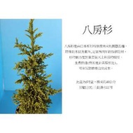 心栽花坊-八房杉(6吋)售價500特價450