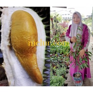 MKT - Anak pokok Durian D168(IOI /mas muar/Hjh Hasma ) 3 -4 kaki