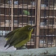 Burung Pleci Dakun (dada kuning) Garut