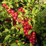 Calcium Fruit Seeds New Fruit Picking Tree Seeds Calcium Fruit Tree Seeds Fruit Calcium Supplement S
