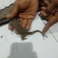 Boneka tokek ekor bercabang