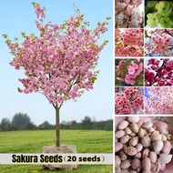ปลูกง่าย ปลูกได้ทั่วไทย ของแท้ 100% 20 เมล็ด เมล็ดซากุระญี่ปุ่น Original Japanese Sakura Seeds Bonsai Flower Seeds เมล็ดดอกไม้ บอนไซ ต้นไม้ บอนสี พันธุ์ไม้หายาก ต้นไม้มงคล ต้นไม้ประดับ พันธุ์ไม้ดอก ดอกไม้ปลอมสวยๆ เมล็ด คุณภาพดี ราคาถูก