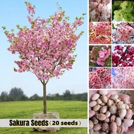 ปลูกง่าย ปลูกได้ทั่วไทย ของแท้ 100% 20 เมล็ด เมล็ดซากุระญี่ปุ่น Original Japanese Sakura Seeds Bonsa