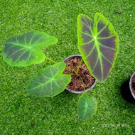 Caladium black beauty /Thai beauty/ White Galaxy/ Black magic keladi murah