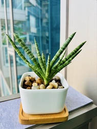 Stick Snake Plant in pot 棒葉虎尾蘭 辦公室枱頭盆栽